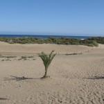 Pieskové duny Maspalomas