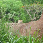 ZOO