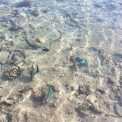 Parrotfishes